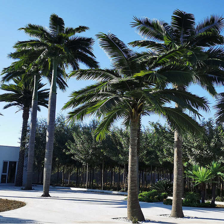 TropiScape™ Artificial Palm Tree Veteranshops.com